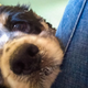 Image for article titled What It's Like To Adopt An Older Dog